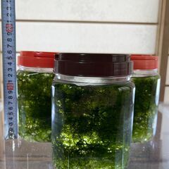 水草「ジャイアント南米ウィローモス」をお譲りします。の画像
