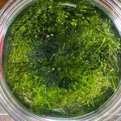 水草「ジャイアント南米ウィローモス」をお譲りします。の画像