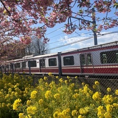 ♦️河津さくら祭り🌸🌸
