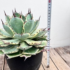 アガベ　王妃カブトガニ錦　の画像