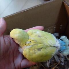 コザクラインコ1