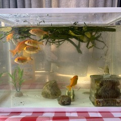 金魚、めだかをお譲りします