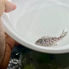 キンペコの中古が安い！激安で譲ります・無料であげます｜ジモティー