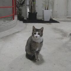 里親さま決定!　　仔猫さんピンチ!（期限7日以内!）