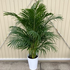 観葉植物　アレカヤシ　