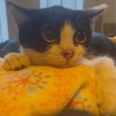 子猫みたなハチワレの女の子