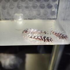 キンペコ3匹セットの画像