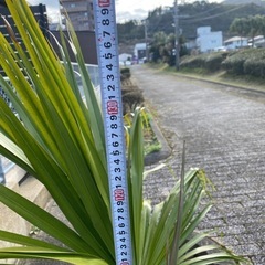 ヤシの木(びろう)