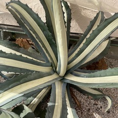 アガベ 超大株 アメリカーナメディオピクタアルバ 華厳