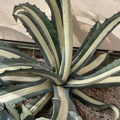 ケイ アガベ　超大株　アメリカーナメディオピクタアルバ　華厳 アガベ 超大株 アメリカーナメディオピクタアルバ 華厳