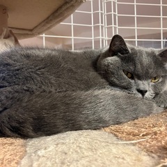 🔸保護猫・保護犬カフェ🤍