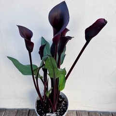 鉢花　カラー　の画像