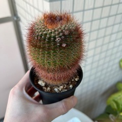 ノトカクタス　バンブリﾕの画像