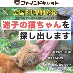 迷子の猫ちゃんを探します！(岩手県全域)