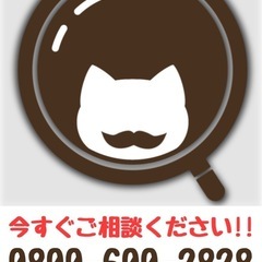 迷子の猫ちゃんを探します！(福島県全域) - 郡山市