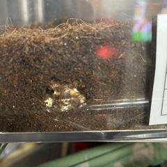 アメフクラガエル値下げ