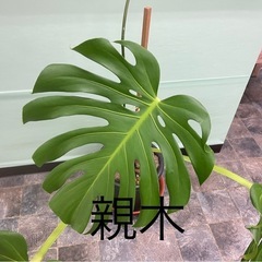 モンステラの画像