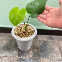 モンステラの画像