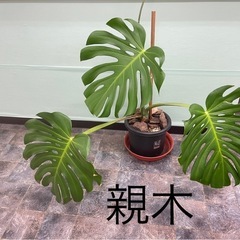 モンステラの画像