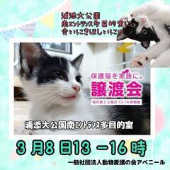 3月8日アベニール定例譲渡会開催