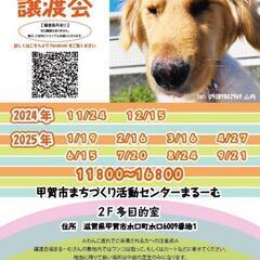 3月16日　保護犬　保護猫　譲渡会