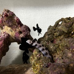 クモウツボ