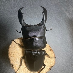 離島スラウェシオオヒラタ