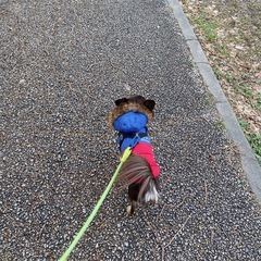 犬友
