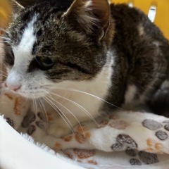 🌸🐈キジシロ濃いめ🐈🌸　 − 大分県