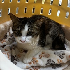 🌸🐈キジシロ濃いめ🐈🌸　 - 大分市
