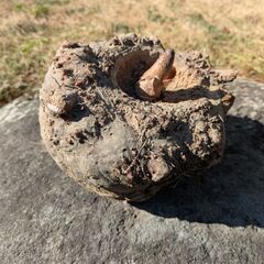 コンニャク芋　生芋２キロ