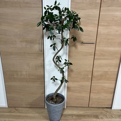 「受渡予定者決定」観葉植物　フランスゴムの木　曲がり　H約140cm