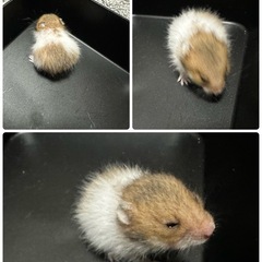 ゴールデンハムスターノーマル