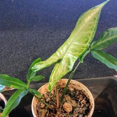 スターリーフグリーンの画像