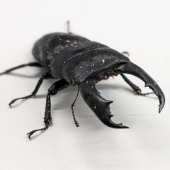 テイオウヒラタクワガタ