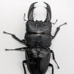 テイオウヒラタクワガタの画像