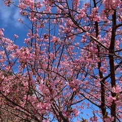 花見🌸花見🌸花見🌸❗️😊 - 熊本市