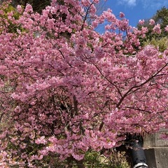 花見🌸花見🌸花見🌸❗️😊