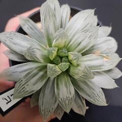 ハオルチア　ピリフェラ錦　1鉢⭕キレイな斑入りです