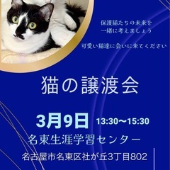 保護猫達に会いに来て