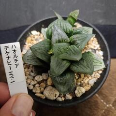 ハオルチア　デケナヒー　1鉢⭕珍しい種類です