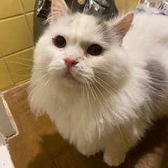 短足マンチカン