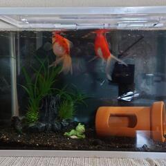 金魚　60cm水槽と共に
