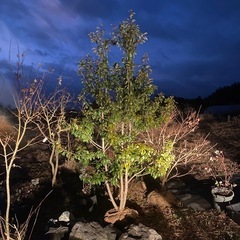 【50本の中から選べる】ソヨゴ　1.5〜2.0m株立単木 の画像