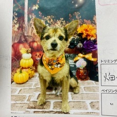 ショコラです。宜しくお願いします。