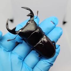 ババクルビデンスクワガタ♂️69mm♀️フリー　ペアの画像