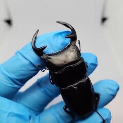 ババクルビデンスクワガタ♂️67mm♀️フリーサイズ　ペア