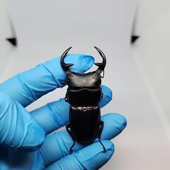 ババクルビデンスクワガタ♂️67mm♀️フリーサイズ　ペアの画像