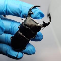 ババクルビデンスクワガタ♂️67mm♀️フリーサイズ　ペアの画像