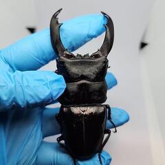 バナハウヒラタクワガタ♂️102mm♀️フリーサイズ　ペアの画像